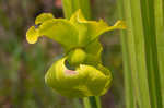 Yellow pitcherplant